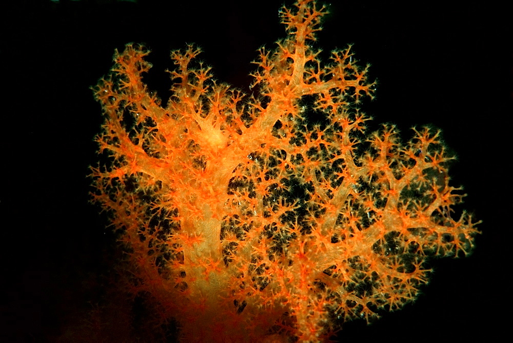 Soft coral (Dendronephthya sp.), Rongelap, Marshall Islands, Pacific