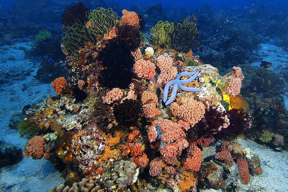 Blue sea star (Linckia laevigata) shares the reef with sponges, feather stars and coral, Apo Island marine reserve, Philippines, Visayan sea, Southeast Asia, Asia