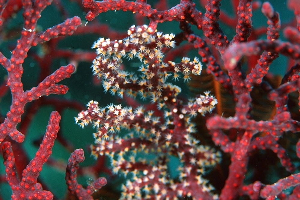 Soft coral, Similan Islands, Thailand, Andaman Sea, Southeast Asia, Asia