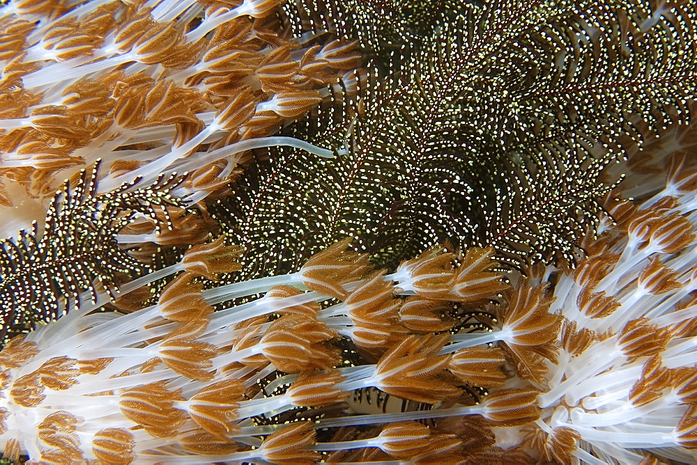 Flower soft coral (Xenia sp.), and feather star, Gato Island, Cebu, Philippines, Southeast Asia, Asia