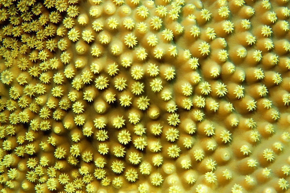 Lettuce coral (Turbinaria reniformis), Jaboan, Rongelap, Marshall Islands, Micronesia, Pacific