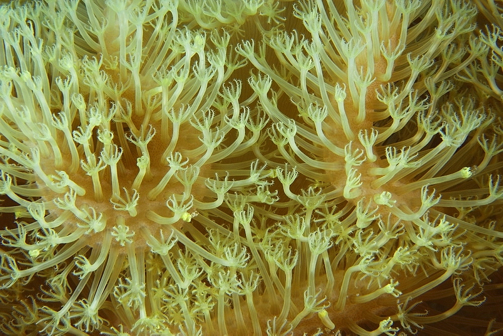 Leather coral (Sarcophytum sp.), polyp detail, Namu atoll, Marshall Islands, Pacific