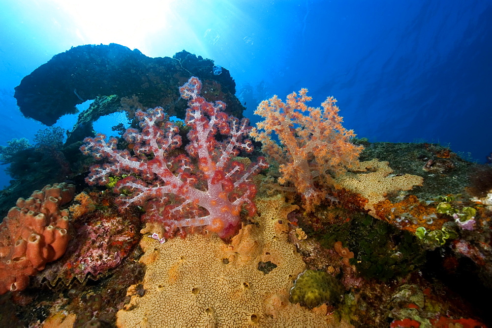 Red soft coral (Dendronephthya sp.) and sponges encrusted on the Fujikawa Maru, Truk lagoon, Chuuk, Federated States of Micronesia, Caroline Islands, Micronesia, Pacific Ocean, Pacific