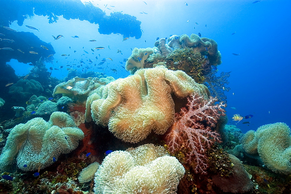 Soft corals (Sarcophytum sp. and Dendronephthya sp.) and main gun of the Fujikawa Maru, Truk lagoon, Chuuk, Federated States of Micronesia, Caroline Islands, Micronesia, Pacific Ocean, Pacific