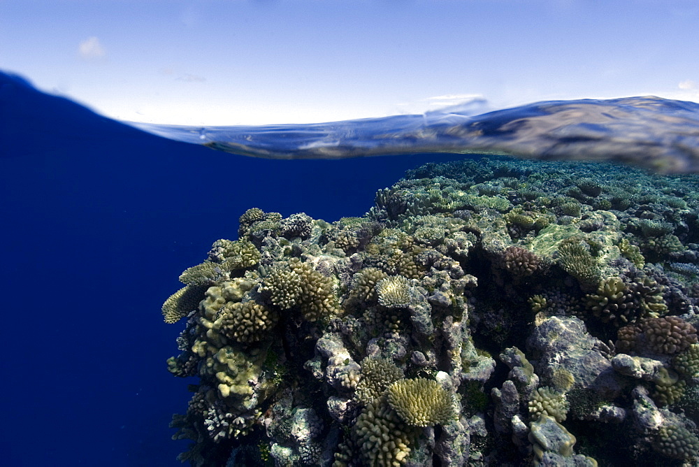 Pristine coral reef, Ailuk atol, Marshall Islands, Pacific