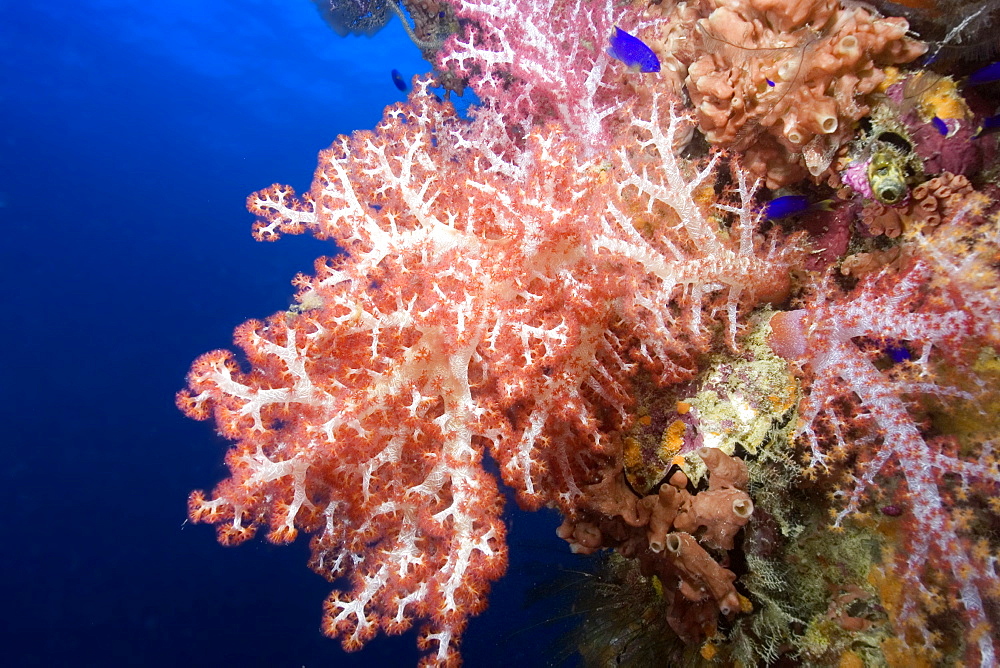 Mast encrusted with soft coral (Dendronephthya sp.), Shinkoku Maru, Truk lagoon, Chuuk, Federated States of Micronesia, Caroline Islands, Micronesia, Pacific Ocean, Pacific