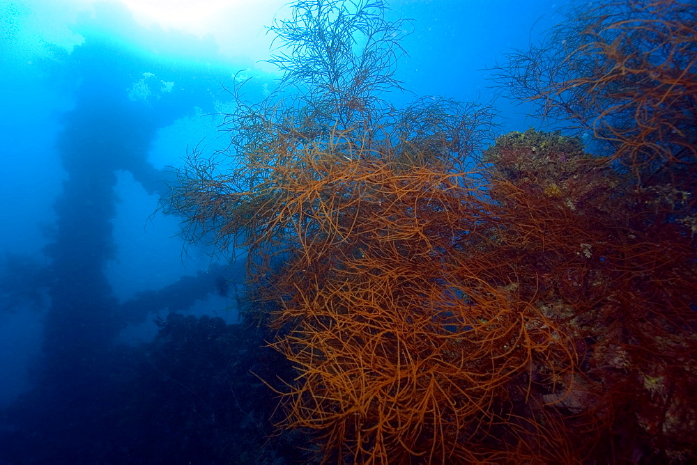 Soft coral (Rumphella sp.) and frame silhouette, Shinkoku Maru shipwreck, Truk lagoon, Chuuk, Federated States of Micronesia, Caroline Islands, Micronesia, Pacific Ocean, Pacific