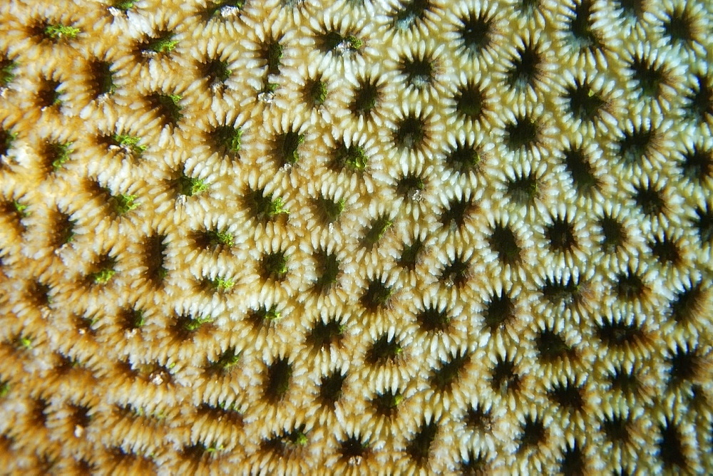 Hard coral (Favites sp.), Jaboan, Rongelap, Marshall Islands, Micronesia, Pacific