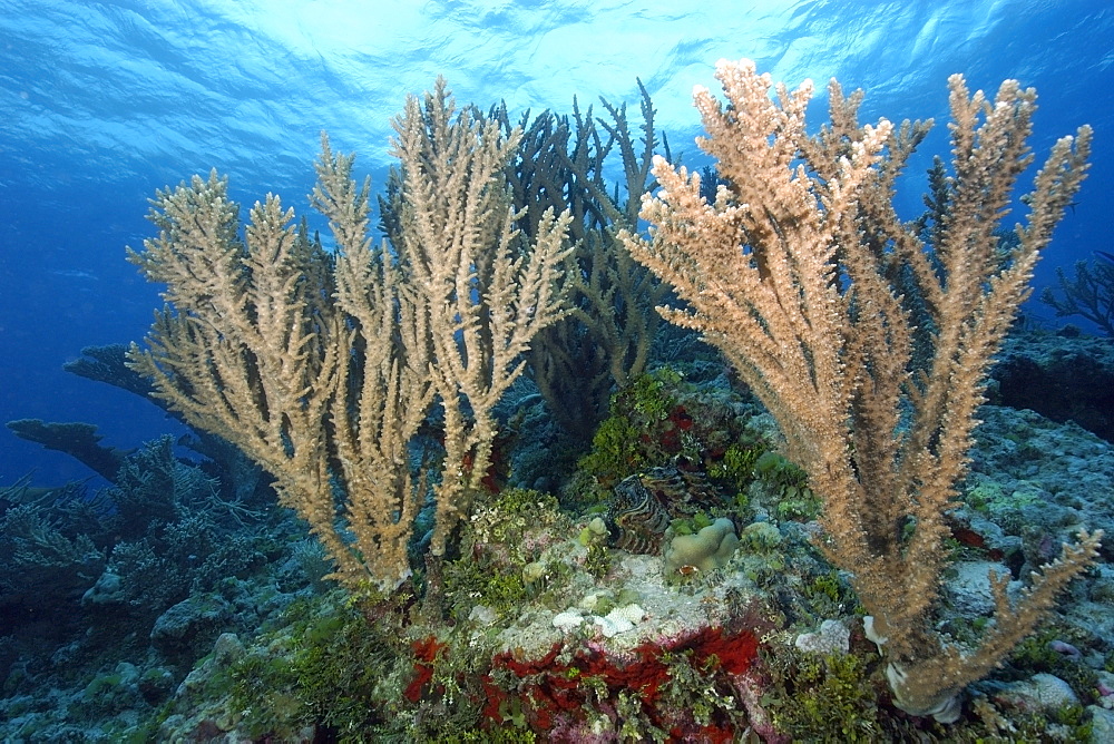 Branching corals (Acropora sp.),  Rongelap, Marshall Islands, Micronesia, Pacific