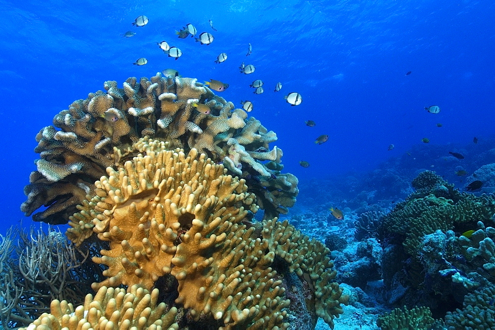 Reticulated dascyllus (Dascyllus reticulatus) hover over coral bommie, Rongelap, Marshall Islands, Micronesia, Pacific