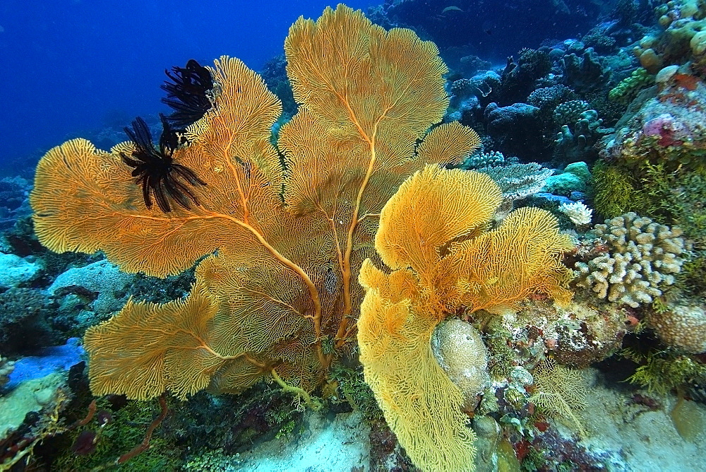 Fan coral (Subergorgia sp.), with black feather stars attached, Namu atoll, Marshall Islands, Pacific