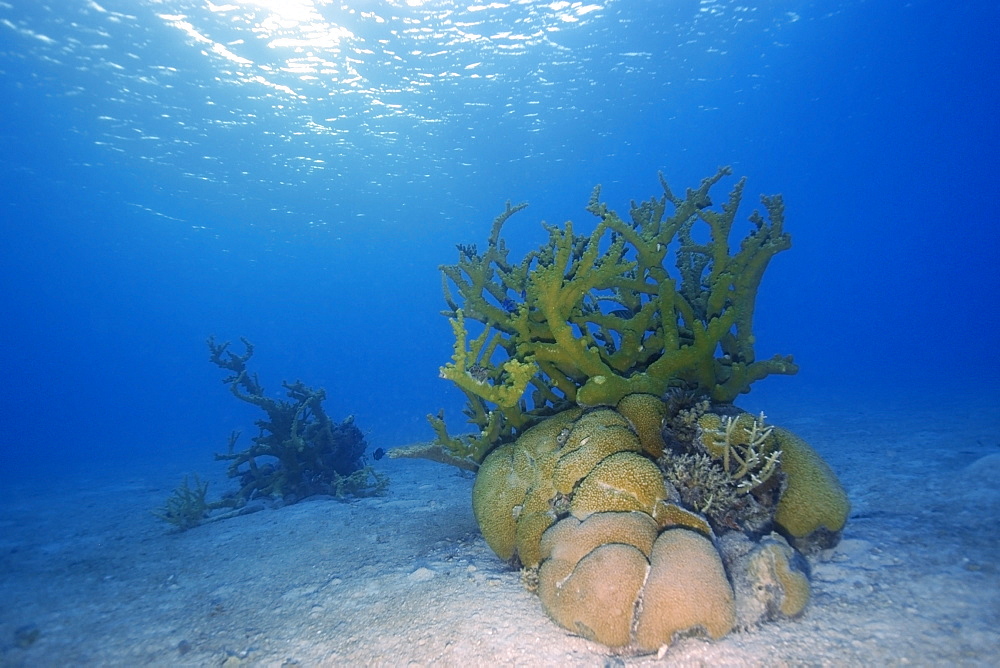 Coral bommies in sandy substrate, Rongelap, Marshall Islands, Micronesia, Pacific