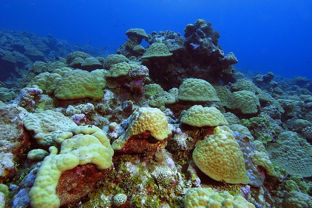 Lobe coral (Porites spp.), Namu atoll, Marshall Islands, Pacific