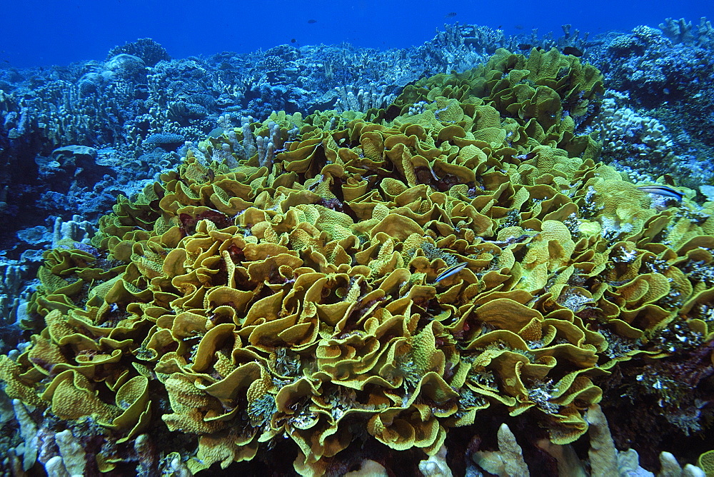 Lettuce (scroll) coral (Turbinaria reniformis), Namu atoll, Marshall Islands, Pacific