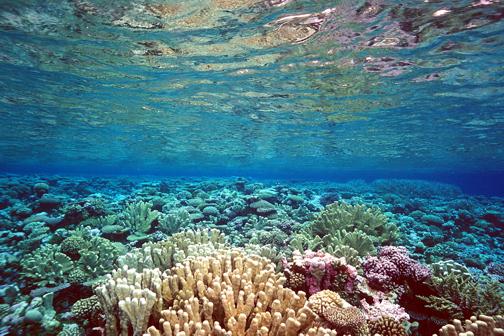Coral reef flat, Mili, Marshall Islands, Pacific