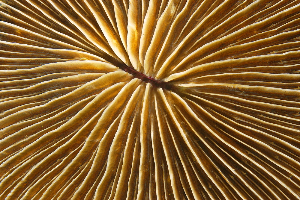 Mushroom coral (Fungia concinna), Dumaguete, Negros Island, Philippines, Southeast Asia, Asia