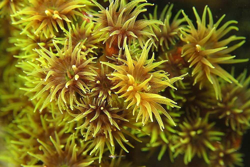 Green coral (Tubastrea micrantha), detail of open polyps at night, West Escarceo, Puerto Galera, Mindoro, Philippines, Southeast Asia, Asia
