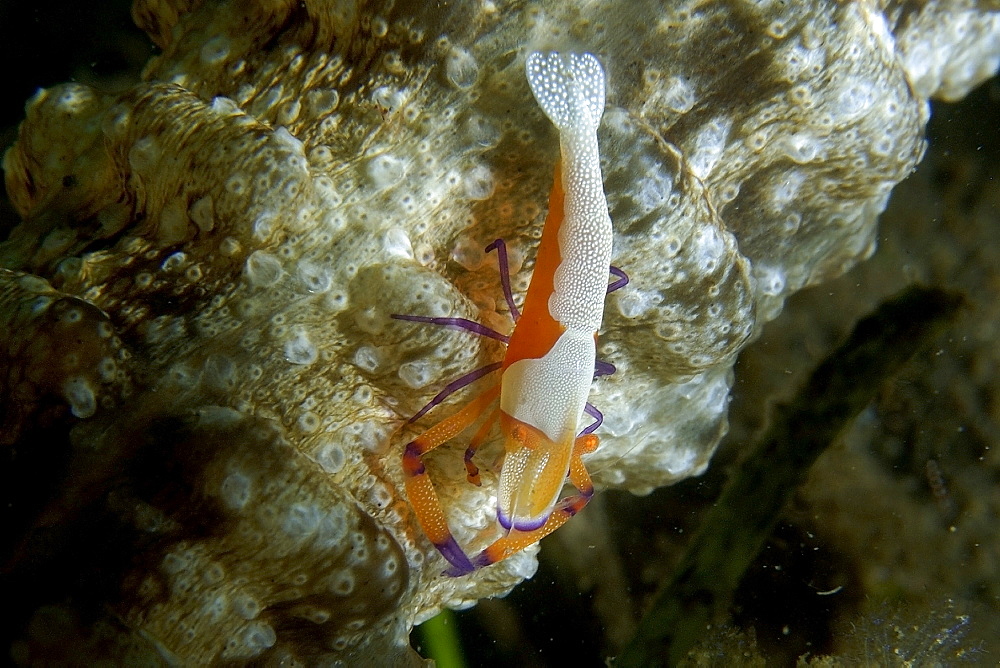 Emperor shrimp (Periclimenes imperator) on synaptid sea cucumber, Masaplod, Negros, Philippines, Southeast Asia, Asia