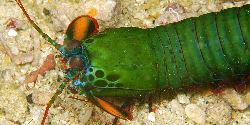 Mantis shrimp (Odontodactylus scyllarus), Dungan wall, Puerto Galera, Mindoro, Philippines, Southeast Asia, Asia