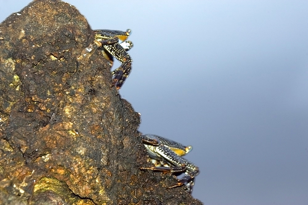 Red rock crab (Grapsus grapsus,) St. Peter and St. Paul's rocks, Brazil, South America