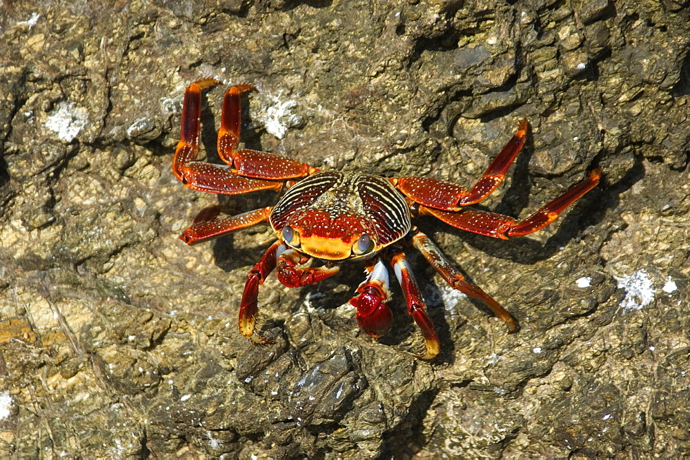 Red rock crab (Grapsus grapsus,) St. Peter and St. Paul's rocks, Brazil, South America