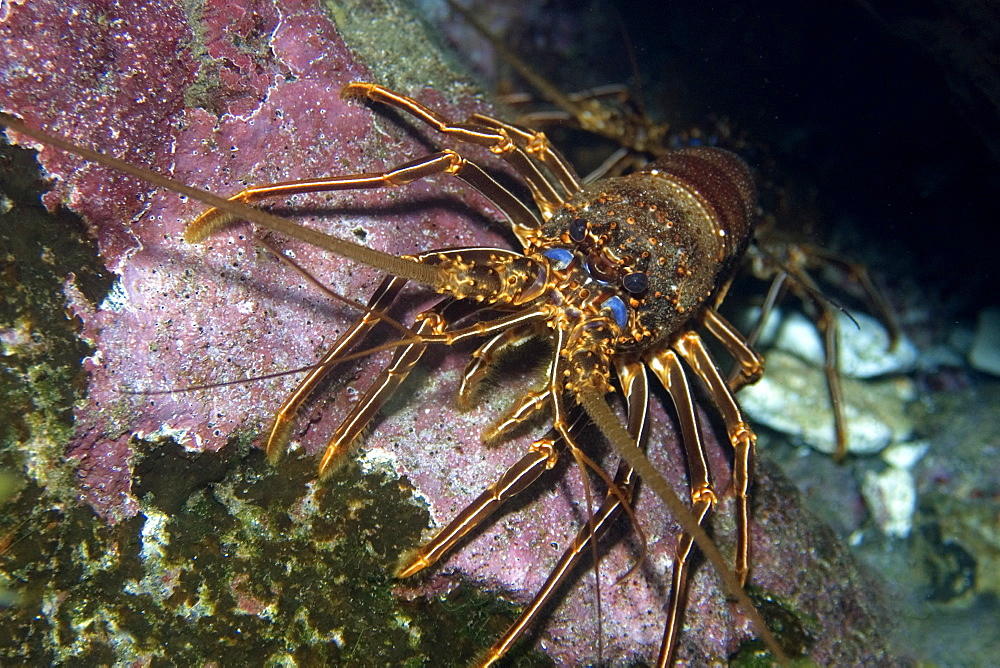 Brown spiny lobster (Panulirus echinatus), St. Peter and St. Paul's rocks, Brazil, South America