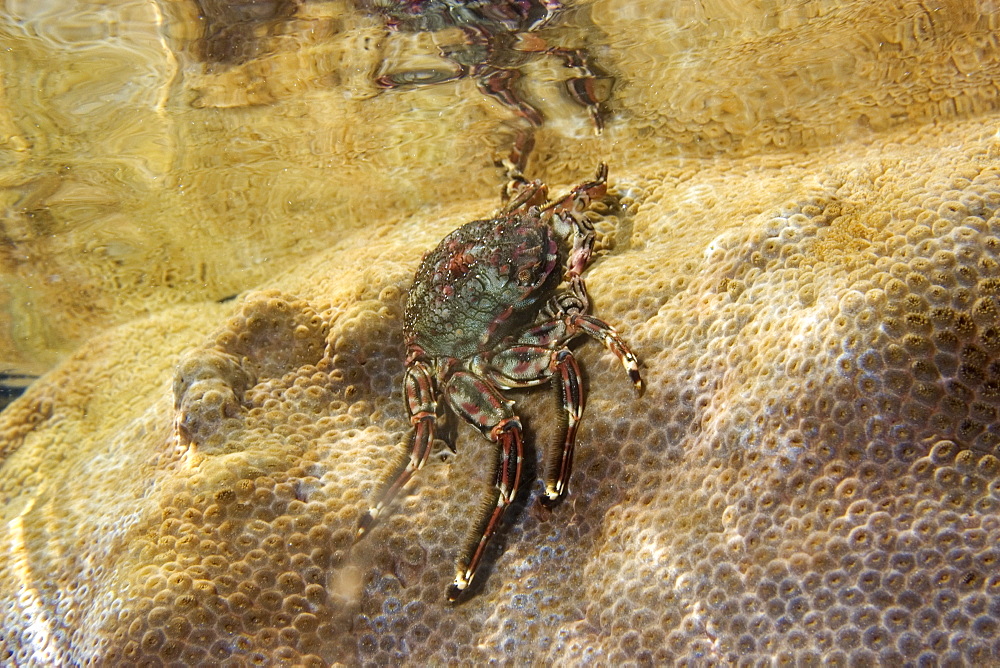 Tidal crab (Plagusia depressa) crawling over encrusting zoanthid ( Palythoa caribaeorum), St. Peter and St. Paul's rocks, Brazil, South America