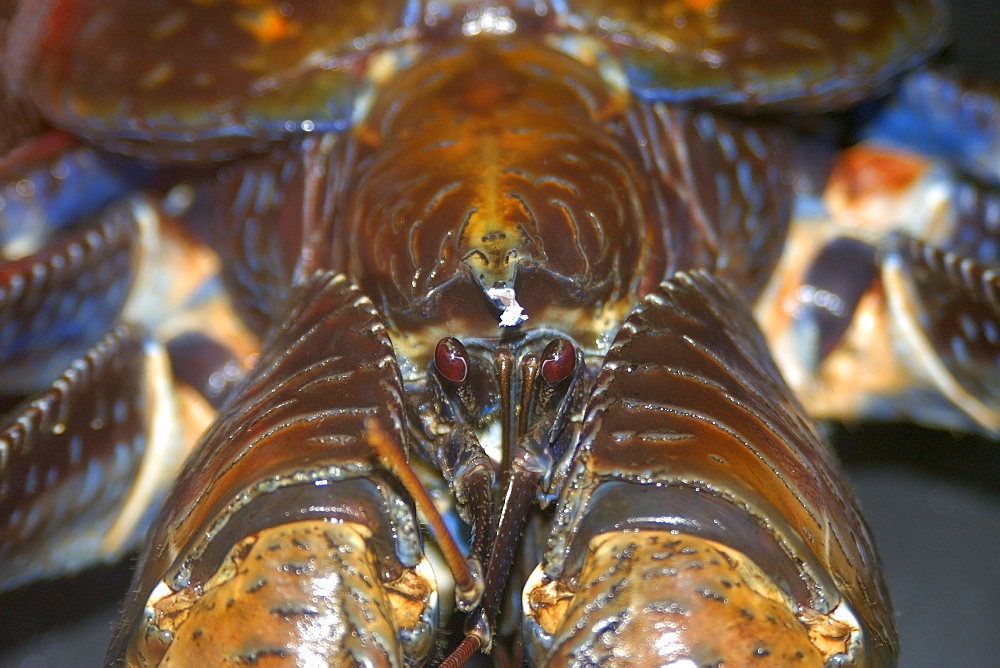 Coconut crab (Birgus latro), Rongelap, Marshall Islands, Micronesia, Pacific