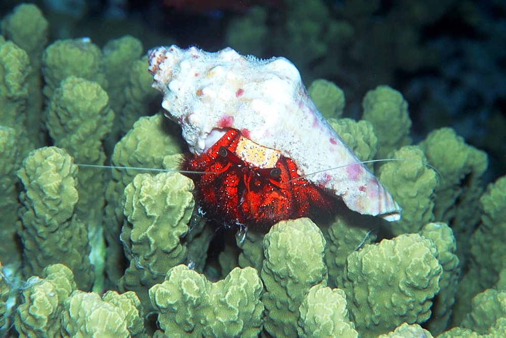 Hermit crab (Dardanus megistos), Mili, Marshall Islands, Pacific