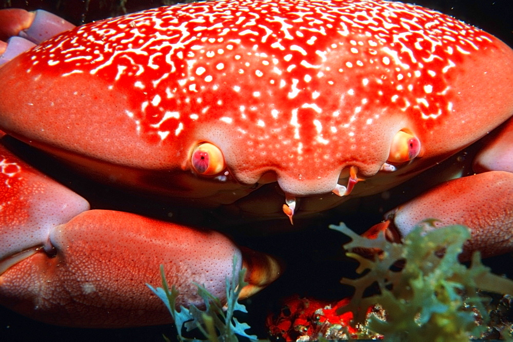 Batwing coral crab (Carpilius corallinus), Praia do Sancho, Fernando de Noronha, Brazil, South America