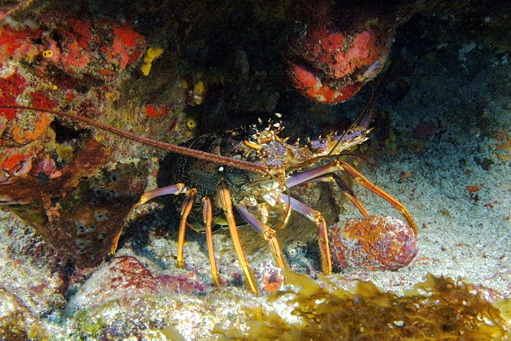 Reef lobster (Panullirus argus) at night, Ilha do Meio, Fernando de Noronha national marine sanctuary, Pernambuco, Brazil, Atlantic