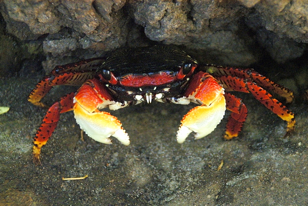 Mangrove crab (Goniopsis cruentata), Mangue Seco, Bahia, Brazil, South America