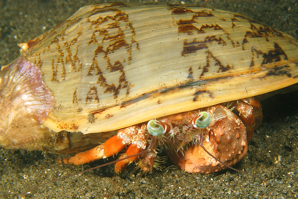 Anemone hermit crab (Dardanus pedunculatus), Dumaguete, Negros Island, Philippines, Southeast Asia, Asia