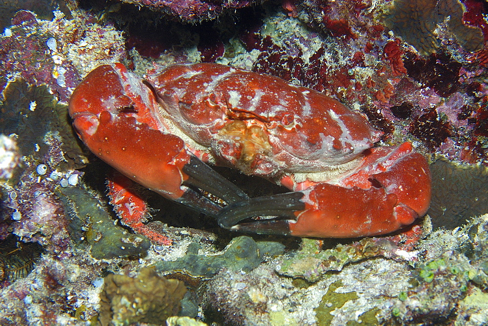 Splendid round crab (Etisus splendidus), Short drop-off, Palau, Caroline Islands, Micronesia, Pacific Ocean, Pacific