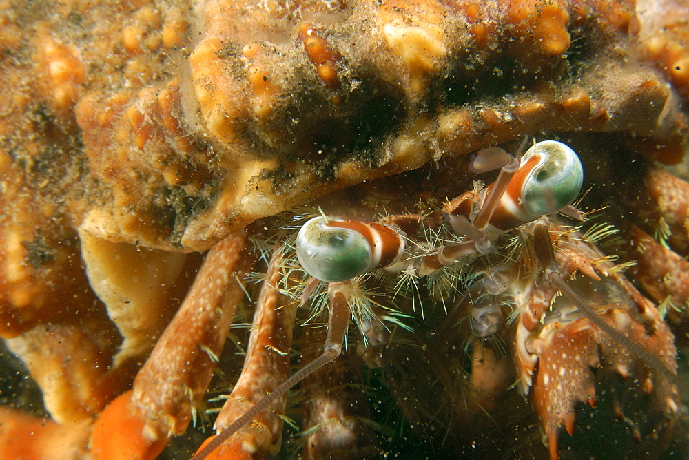 Eye detail, anemone hermit crab (Dardanus pedunculatus), Dumaguete, Negros Island, Philippines, Southeast Asia, Asia