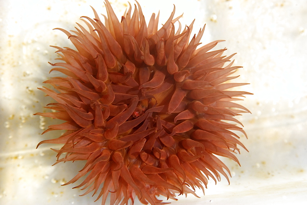 Sea anemone (Bunodosoma caissarum), St. Peter and St. Paul's rocks, Brazil, South America