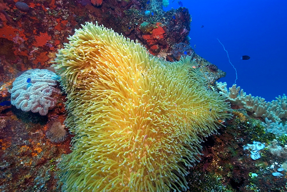 Gigantic sea anemone (Stichodactyla gigantea) hosting pink anemonefish (Amphiprion periderion), Fujikawa Maru, Truk lagoon, Chuuk, Federated States of Micronesia, Caroline Islands, Micronesia, Pacific Ocean, Pacific