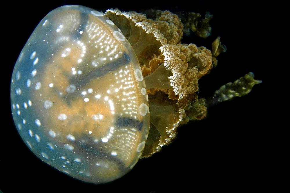 Jellyfish (Mastigias sp.), Palau, Caroline Islands, Micronesia, Pacific Ocean, Pacific