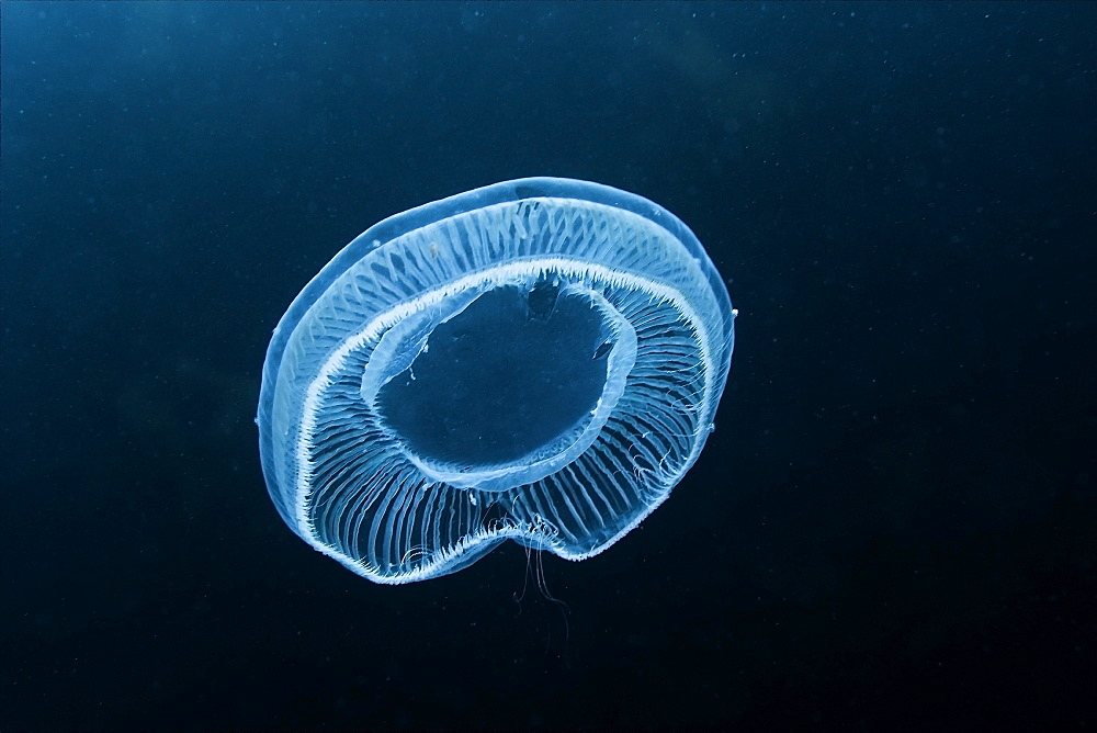 Jellyfish, Munsom island, Jeju-Do, South Korea, Asia