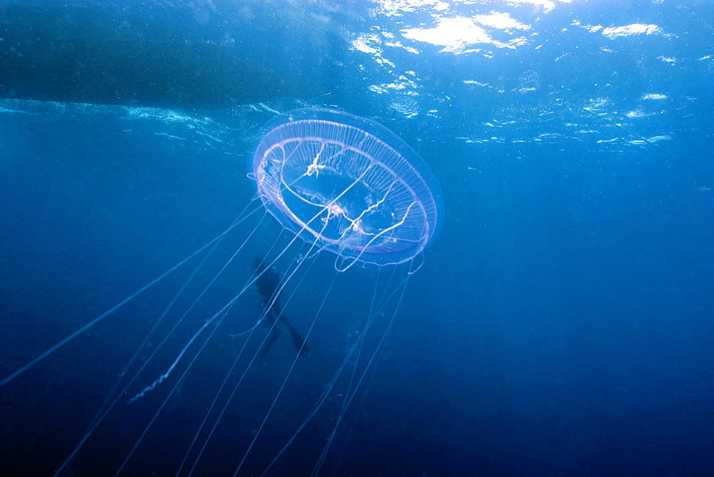 Hydrozoan medusa (Aequorea sp.) and diver, Truk lagoon, Chuuk, Federated States of Micronesia, Caroline Islands, Micronesia, Pacific Ocean, Pacific