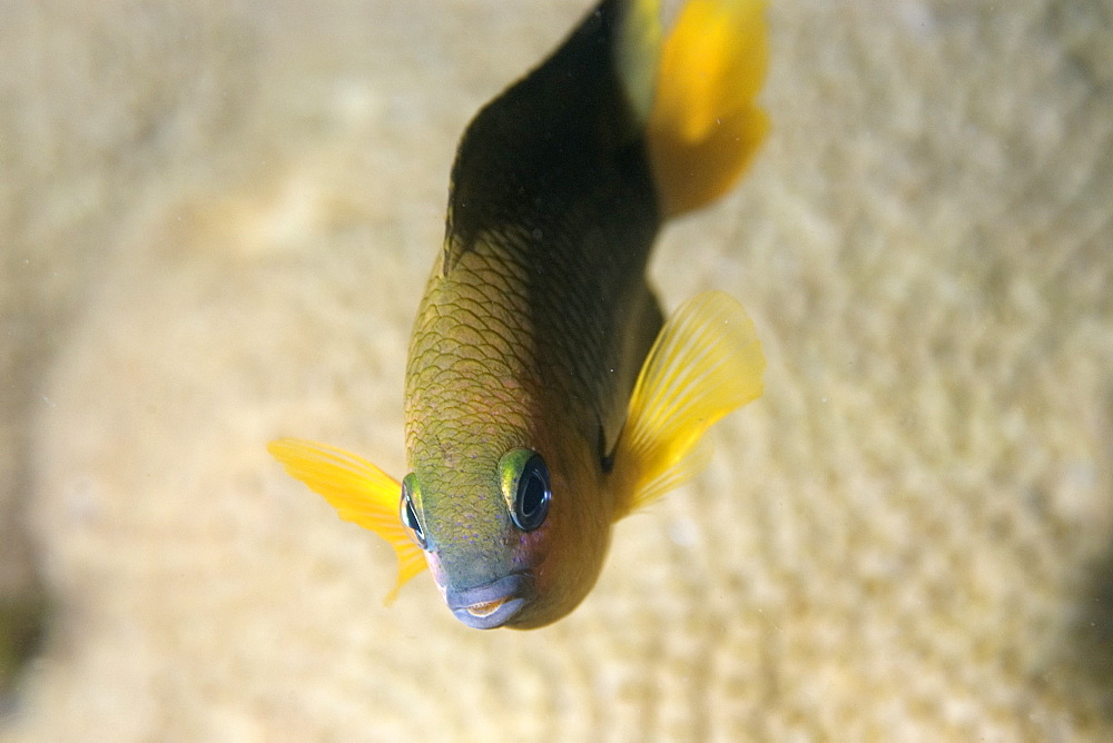 Saint Paul's gregory (Stegastes sanctipauli), endemic, next to zoanthid (Palythoa caribaeorum), St. Peter and St. Paul's rocks, Brazil, South America