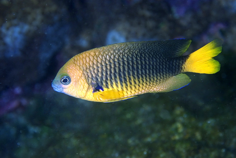 Saint Paul's gregory (Stegastes sanctipauli), endemic, St. Peter and St. Paul's rocks, Brazil, South America