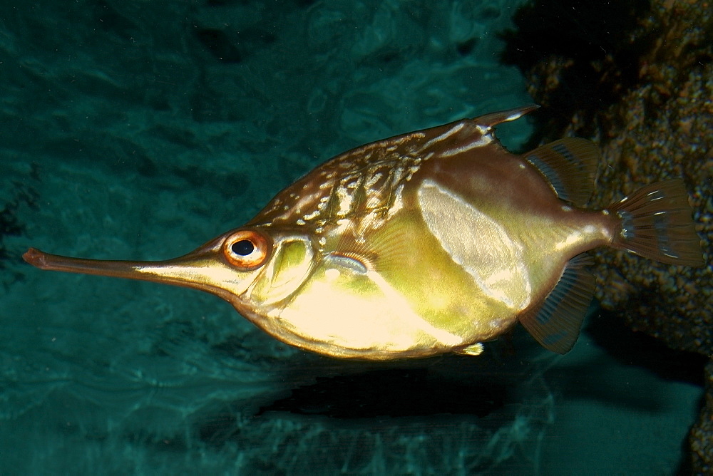 Longsnout bellowfish (Notopogon macrosolen), deep water fish found in southeast Atlantic, photo taken in captivity