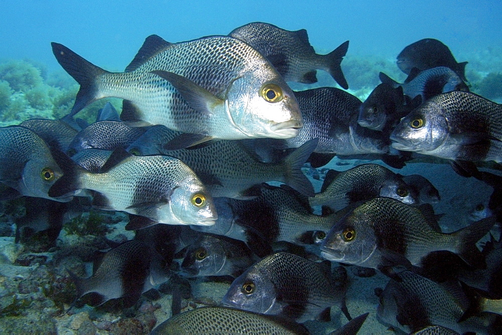 School of black margrates (Anisotremus surinamensis), Ilha do Meio, Fernando de Noronha national marine sanctuary, Pernambuco, Brazil, South America