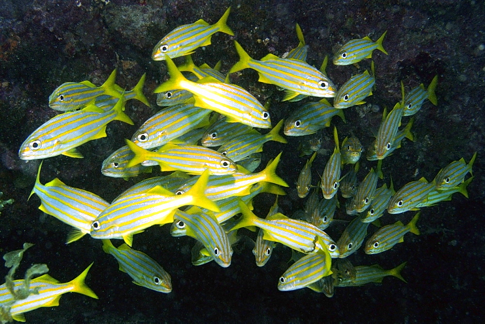 School of smallmouth grunts (Haemulon chrysargyreum), Ilha do Meio, Fernando de Noronha national marine sanctuary, Pernambuco, Brazil, South America