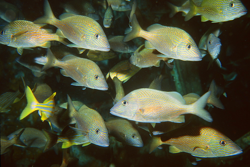 School of white grunts (Haemulon plumieri), Duane shipwreck, Key Largo, Florida, United States of America, Atlantic Ocean, North America