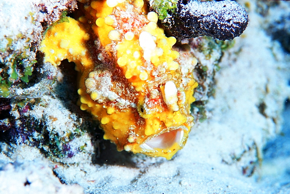 Frogfish (Antennarius sp.), Similan Islands, Thailand, Andaman Sea, Southeast Asia, Asia