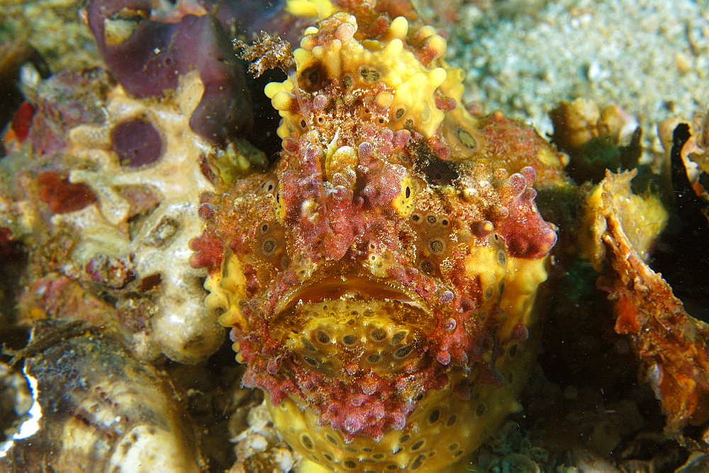 Warty frogfish (Antennarius maculatus), head detail, Gato Island, Northern Cebu, Philippines, Visayan Sea, Southeast Asia, Asia

