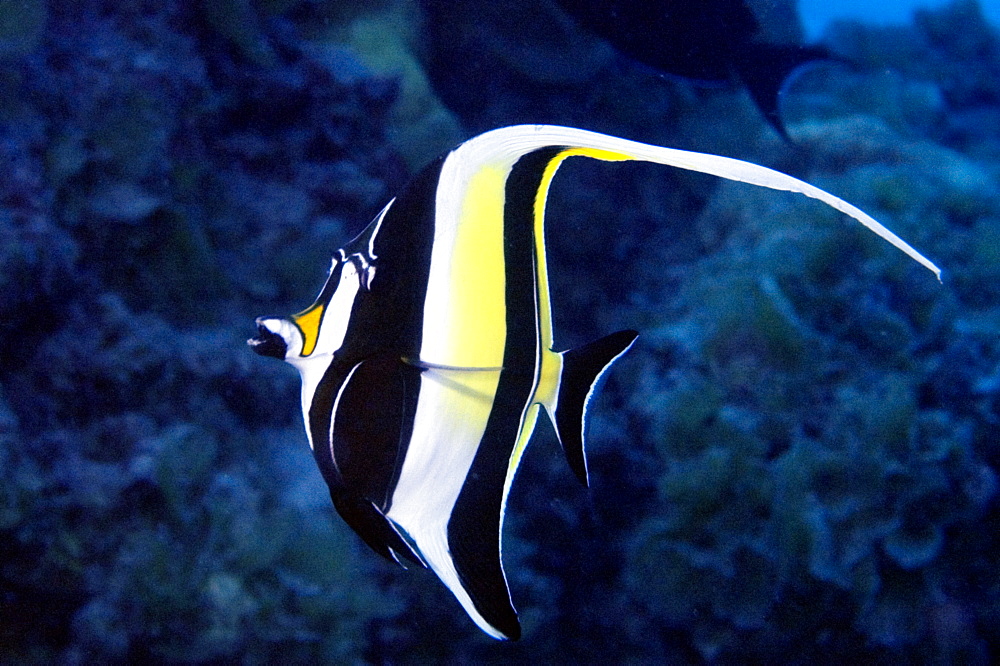 Moorish idol (Zanclus cornutus), Ailuk atol, Marshall Islands, Pacific