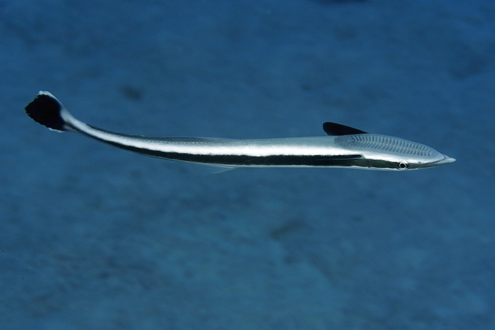 Live sharksucker (Echeneis naucrates), Rongelap, Marshall Islands, Micronesia, Pacific